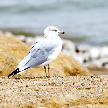 blog