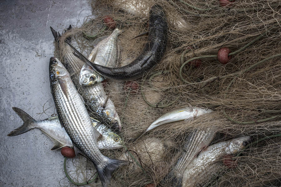 <span>Travel</span>Huge Catch <i>of</i> Fish